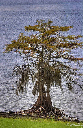 Cypress Bend - Cypress Tree
