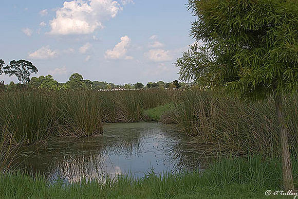 the Wetlands wetlands