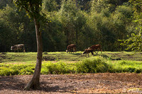 TPC Louisiana Cows