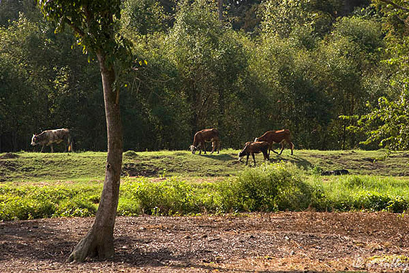 TPC Louisiana Cows