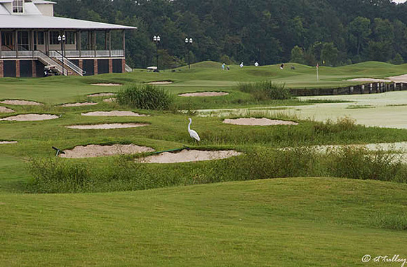 Atchafalaya #18