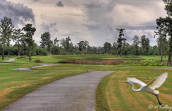 TPC Louisiana #17