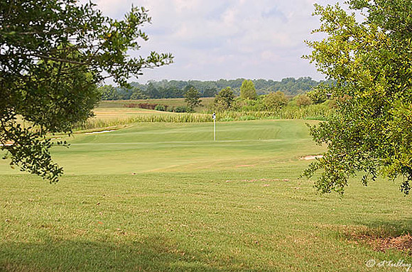 Oakwing GC #14