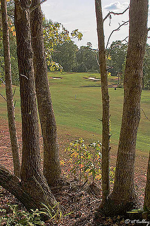 Cypress Bend #5