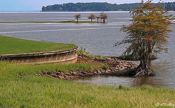 Cypress Bend #17