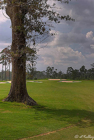 Gray Plantation #10