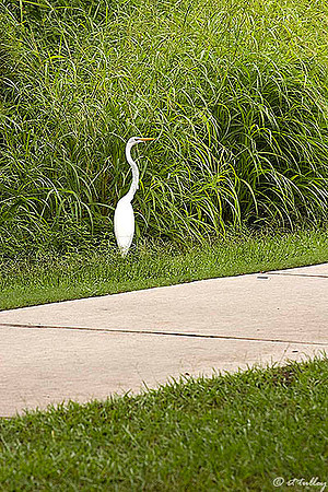 Atchafalaya Egret