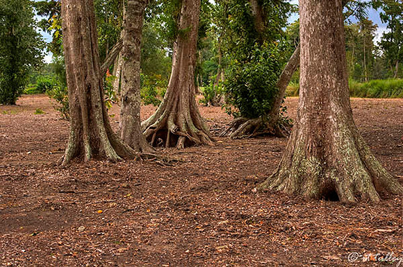 TPC Louisiana Rough