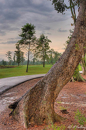 TPC Louisiana #16