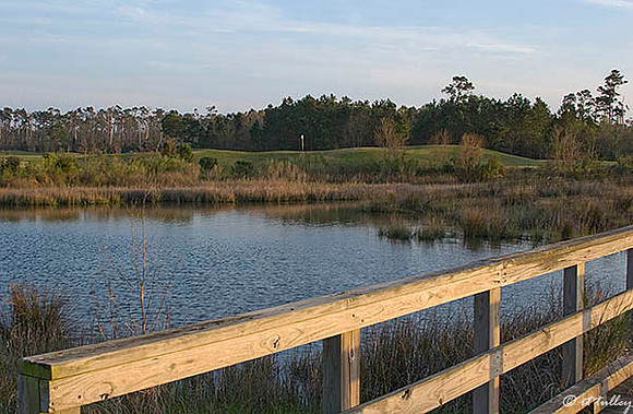 Gray Plantation #5