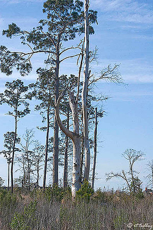 Gray Plantation Trees