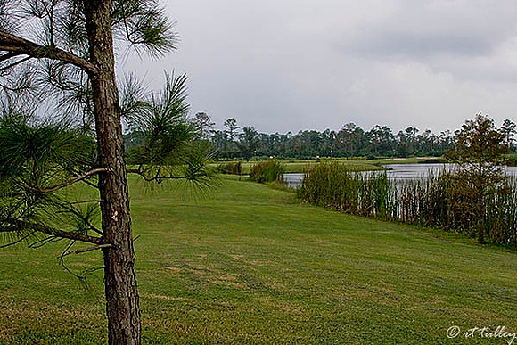 Gray Plantation #15