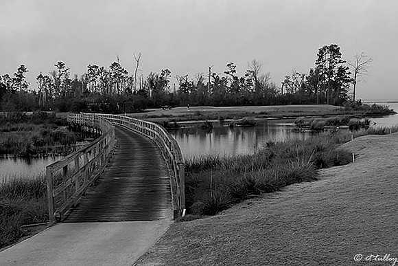 Gray Plantation #6 B/W