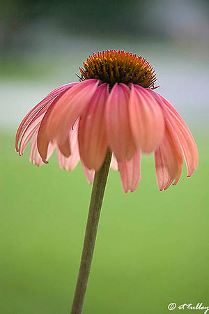 Echinacea