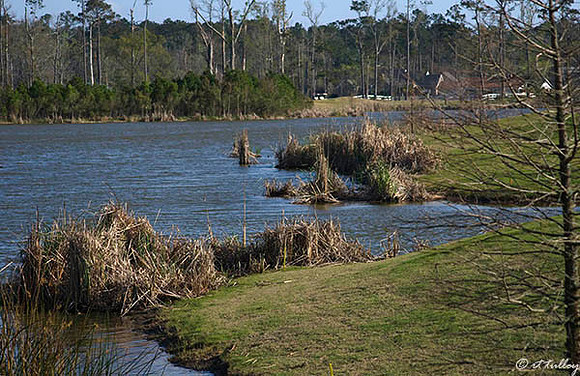 Gray Plantation #16