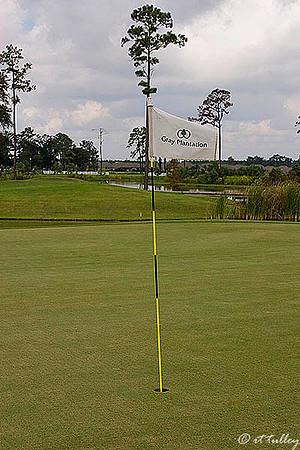 Gray Plantation #11 Green