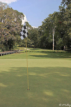 Black Bear GC #11