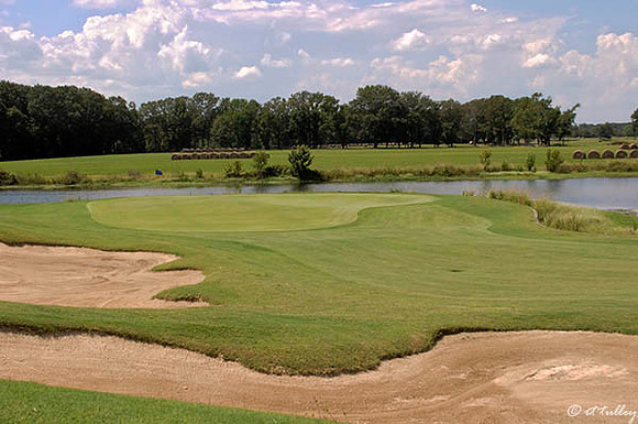 Black Bear GC #3