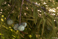 the Island Cypress Tree