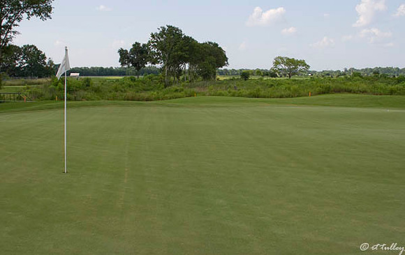 the Wetlands #13