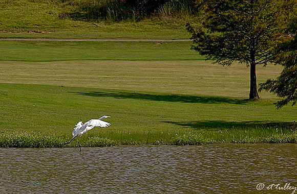 Olde Oaks Egret Landing