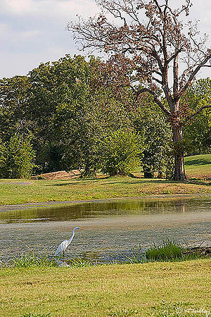 Olde Oaks Egret