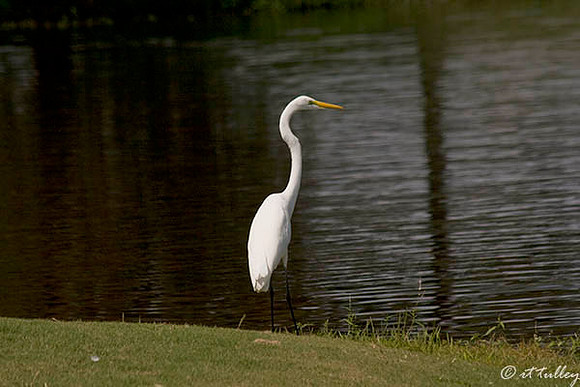 Olde Oaks Egret