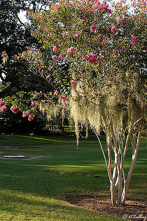 Audubon GC #12, Crepe Myrtle