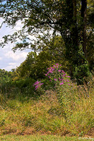 Black Bear GC Wildflowers