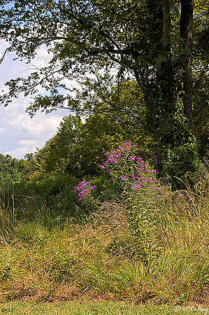 Black Bear GC Wildflowers