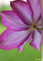 Clematis