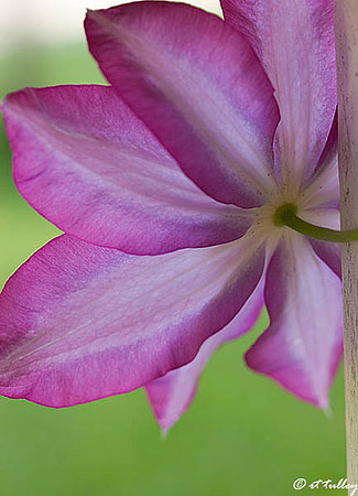 Clematis