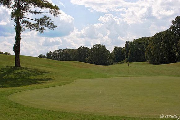 Black Bear GC #7 green