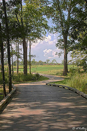 Black Bear GC Cart Bridge to #2