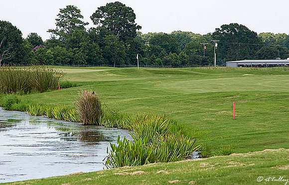 the Wetlands #17