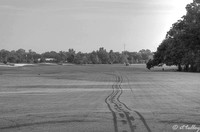 Oakwing GC #2 B/W