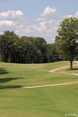 Black Bear GC #8