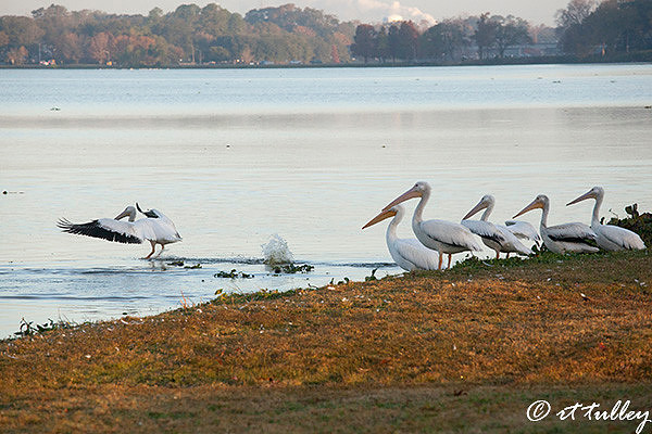 White pelicans observing