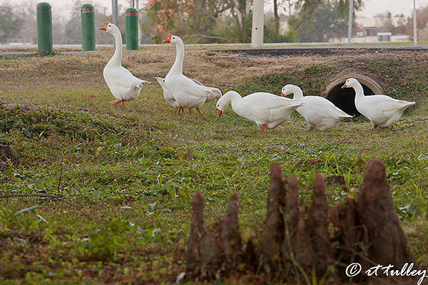 Leadership: ducks in a row