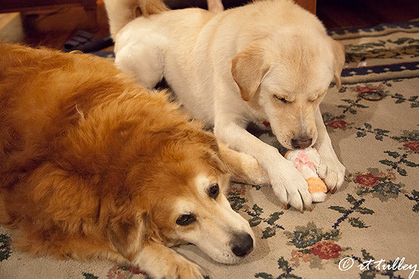 Cupcake &amp; Oakley