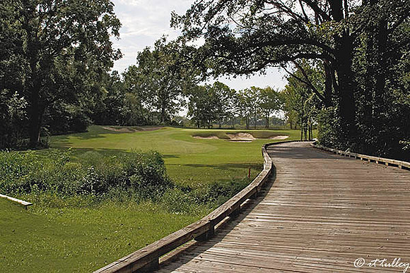 Black Bear GC #11