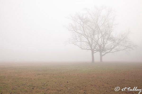 Two trees in dense fog