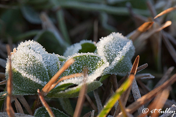 Frost
