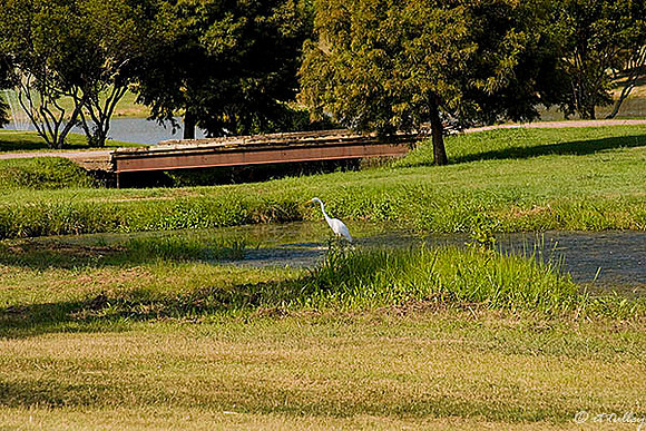 Olde Oaks Egret