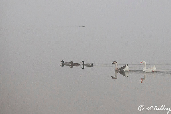 the unknown, ducks into the fog