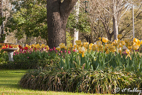 tulips