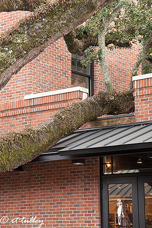 ingenuity,building built around tree