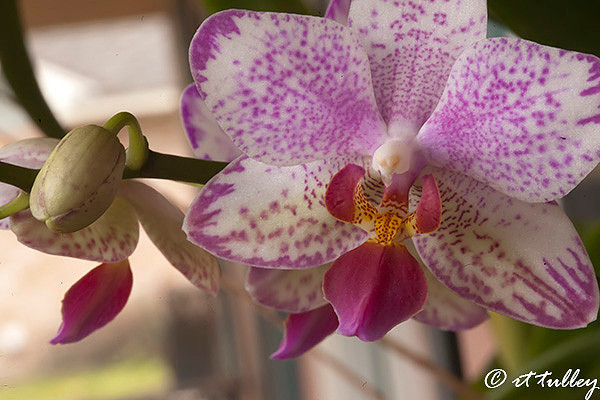 phaelenopsis orchid