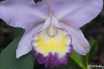 Cattleya Granier...