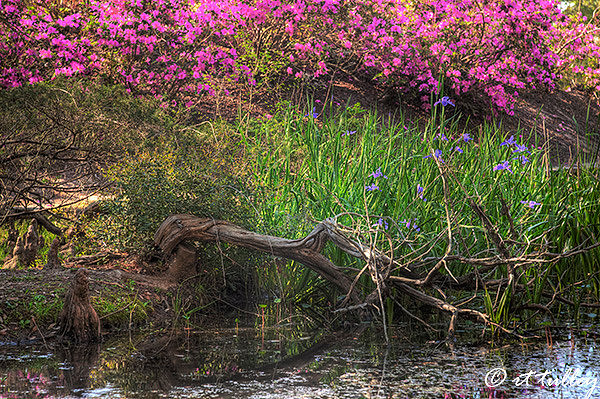 spring,avery island